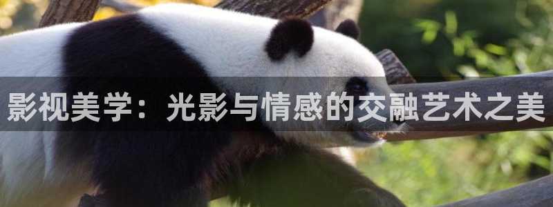 达达兔影院电影在线观看：影视美学：光影与情感的交融艺术之美